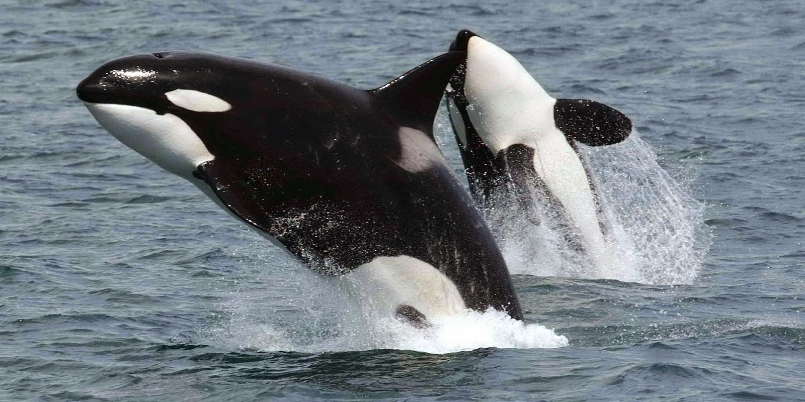 ballenas