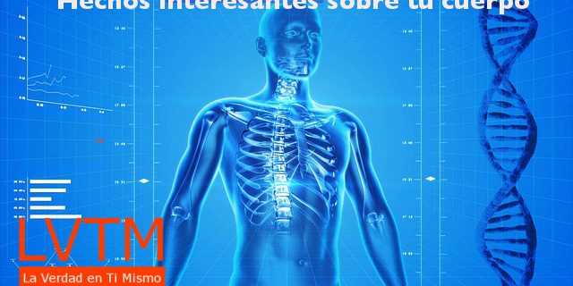 Hechos interesantes sobre tu cuerpo Hechos interesantes sobre tu cuerpo